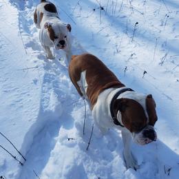 Olde English Bulldogges from Blue Knob OEB's