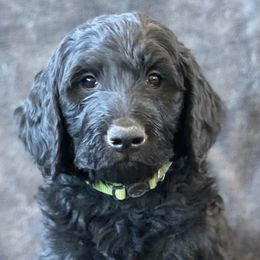 “Rocky” - Black Labradoodle puppy in Helena, Montana from Reese Labradoodles