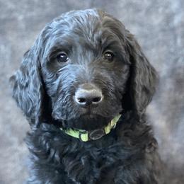 “Rocky” - Black Labradoodle puppy in Helena, Montana from Reese Labradoodles
