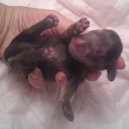 DBs George Handel - Red male Dachshund puppy in Summerfield, Florida from D & B Ranchette
