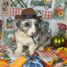 Bobble (2600) - White merle male American Corgi puppy in Valley, Washington from Corgis of the Mountain Valley