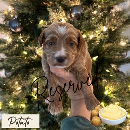 Potato - Red  male Goldendoodle puppy in Aubrey, Texas from The Parrish Doods