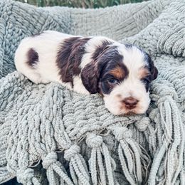 Carolina - Brown white and tan female Cockapoo puppy in Beresford, South Dakota from DAKOTA DOOD RANCH