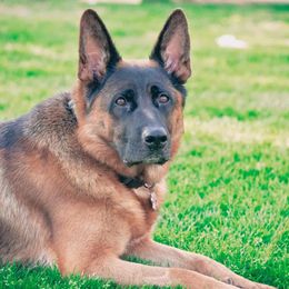 German Shepherds from Tier 1 German Shepherds