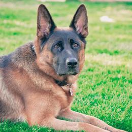 German Shepherds from Tier 1 German Shepherds