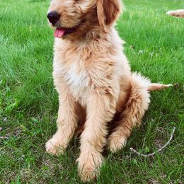 Goldendoodle Puppies from Luneckas Litters