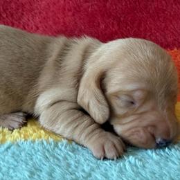 Cassius - Cream male Dachshund puppy in Salem, Oregon from Longdox Mini Dachshunds