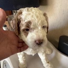 Hamlet - Parti male Goldendoodle puppy in Danville, Virginia from Stella’s Stunning Goldendoodles of VA