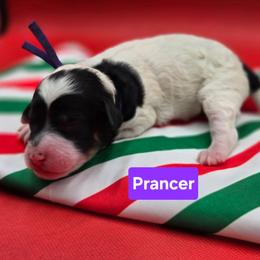 Prancer- Purple Collar - Black and white female Bernedoodle puppy in Summerville, South Carolina from Channys Doodles