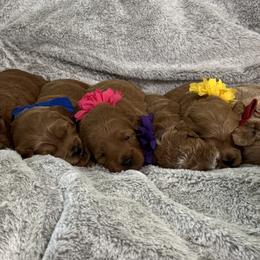 Goldendoodles from Maple Blossom Doodles