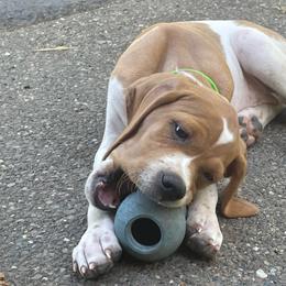 Green Girl - Orange and white female Pointer puppy in Olympia, Washington from Birdsboro Pointers