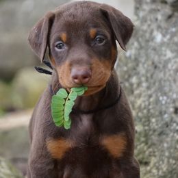 Doberman Pinscher Puppies from Laurel Vail