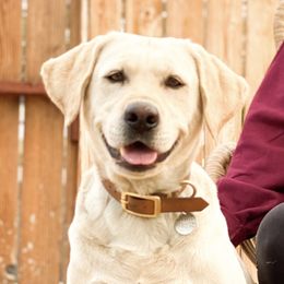 Cabela - Labrador Retriever