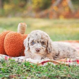 Aussiedoodle Puppies from Dani's Dandy Doodles
