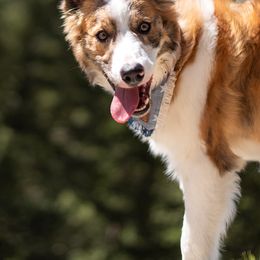 Border Collies from C2C Border Collies