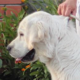Crème Brulee - Golden Retriever