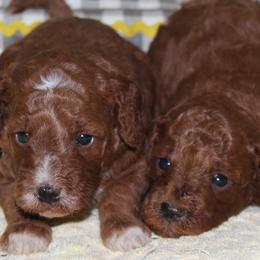 Both girls available - Red  female Goldendoodle puppy in Carnesville, Georgia from Mustard Seed Ranch Goldendoodles