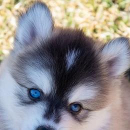 Pomskies from Little Dipper Pomskies