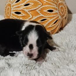 Miniature Australian Shepherd Puppies from MyLittleAussies at Mountain View Farm