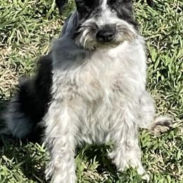 Miniature Schnauzers from Ka-Lee Rose Miniature Schnauzer’s