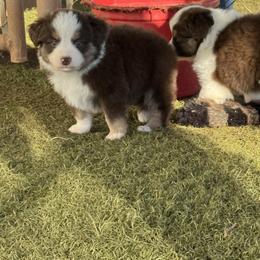 Boy 1 - Red tri-color male Miniature American Shepherd puppy in Cache, Oklahoma from Southern Charm Mini Aussies
