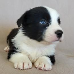 Cardigan Welsh Corgi Puppies from Victory Crown