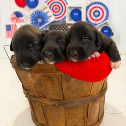 Girl 1 - Brindle female Irish Wolfhound puppy in Burlington, Kentucky from Cu Faoil Kennels