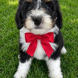Marcia - Black and white female Sheepadoodle puppy in Leeton, Missouri from Jane's Sheepadoodles