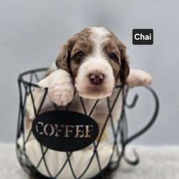 Chai - Parti male Goldendoodle puppy in Summerville, South Carolina from Channys Doodles