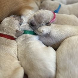 Golden Retriever and Labrador Retriever Puppies from Storm Chasers Retrievers
