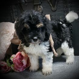 Male 4 - Black and white male Springerdoodle puppy in Fargo, North Dakota from Dakota SpringerDoodles