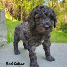Red - Collar - Merle female Goldendoodle puppy in Fairmont, West Virginia from Mountainside Doodles, LLC