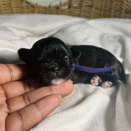 Iris - Black and white female Shih Tzu puppy in Lake City, South Carolina from Precious Lil Tzus