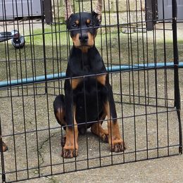 Girl 2 - Black and rust female Doberman Pinscher puppy in Hollyberry, Georgia from Jeti Dobermans