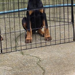 Girl 2 - Black and rust female Doberman Pinscher puppy in Hollyberry, Georgia from Jeti Dobermans
