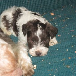 Chubs - Parti male Miniature Schnauzer puppy in Chattanooga, Tennessee from Oodles of Cuties!