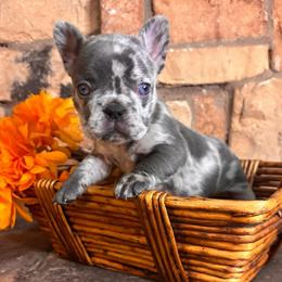 Blue merel - Blue female French Bulldog puppy in Tucson, Arizona from Furever Friends