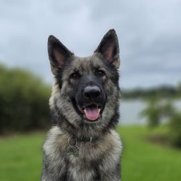 Meika - German Shepherd