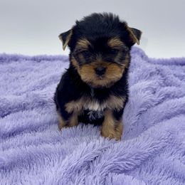 Tank - Black and tan male Yorkshire Terrier puppy in Sandy Hook, Kentucky from The Royal Yorkie Den LLC