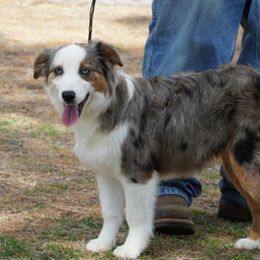 Scarlett - Toy Australian Shepherd