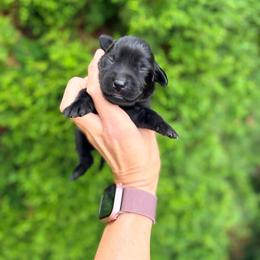 Jessie - Black female Labrador Retriever puppy in Richfield, Utah from Stormy River Retrievers