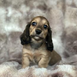 Pecorino - Cream male Dachshund puppy in Lincoln, California from ForeversEdge Doxies
