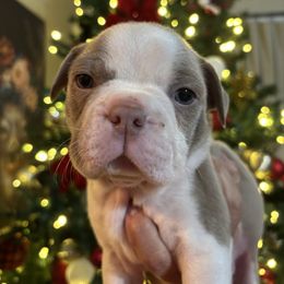 KRINGLE - Lilac male Boston Terrier puppy in Anderson, South Carolina from Lola’s House of Bostons & Rescue