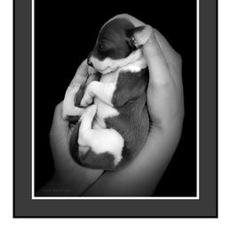 Italian Greyhound Puppies from Alura Italian Greyhounds