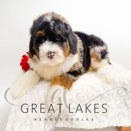 Fenway - Blue merle male Bernedoodle puppy in Baroda, Michigan from Great Lakes Bernedoodles