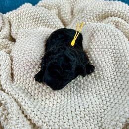 Rose - Black female Poodle puppy in Lancaster, Missouri from Cavapoo Acres