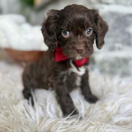 Teddy - Chocolate male Cavapoo puppy in Natural Bridge, Virginia from Padgetts Hill Puppies