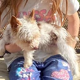 Chase AKC Full rights - Parti male Yorkshire Terrier puppy in Elizabethtown, Kentucky from Teeny Tiny Puppy Tails