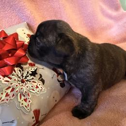 Anise - Brindle female French Bulldog puppy in Billings, Montana from Sugarloaf French bulldogs and Australian cattle dogs
