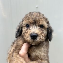 Branch - Brown male Poodle puppy in Titus, Alabama from Paws & Kisses